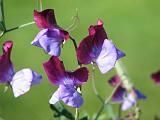 Sweet Pea Original_1 